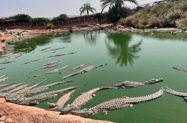 Crocodile park agadir