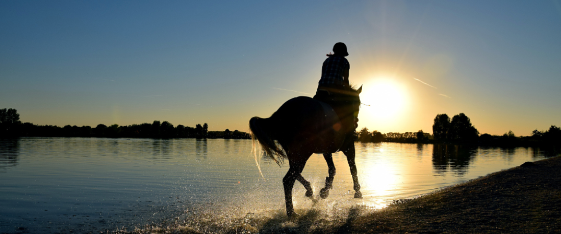 Horse Ride